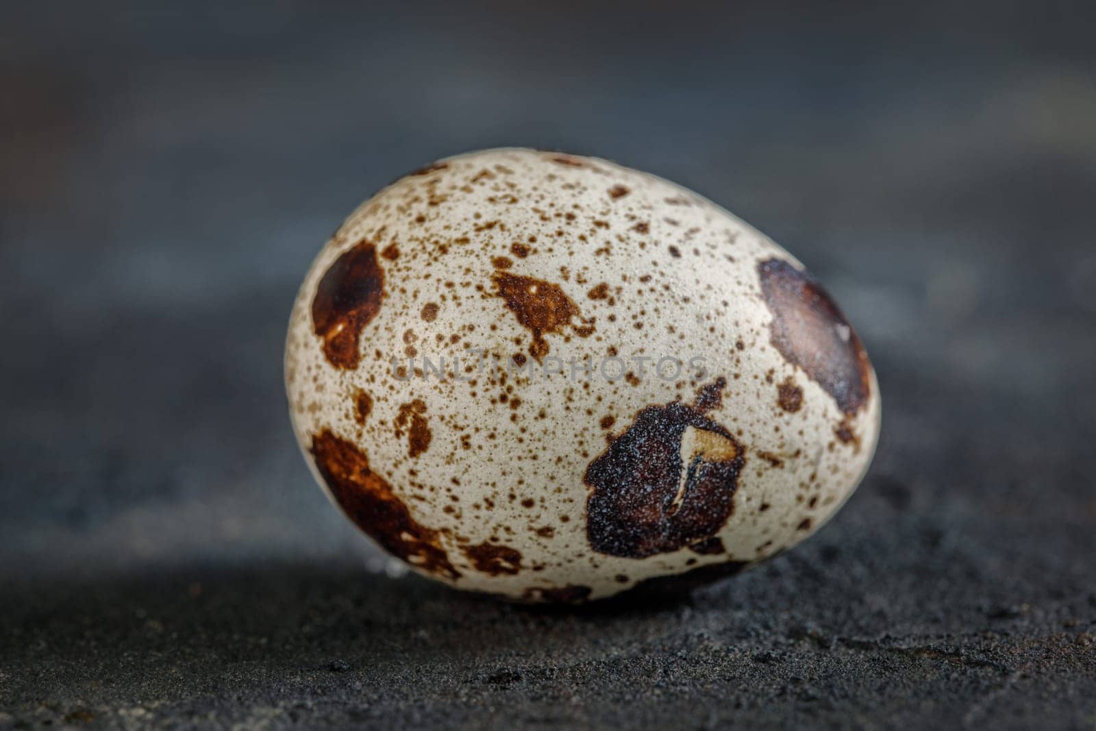 Fresh quail egg on a dark background