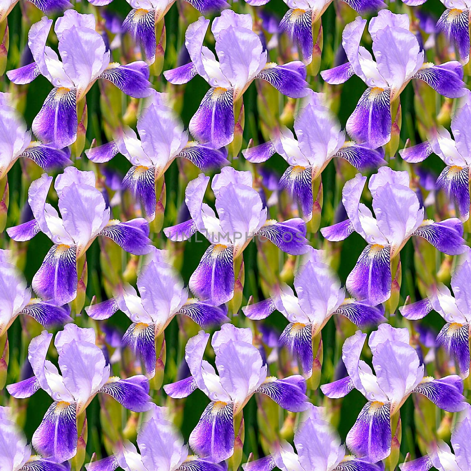 Seamless abstract springings, summer natural background of blooming irises