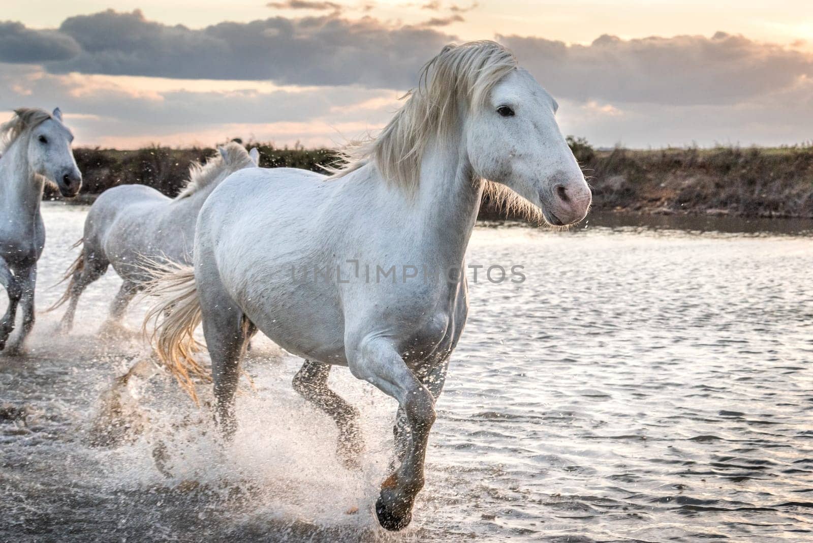 Herd of white horses running through the water. Image taken in Camargue, France.