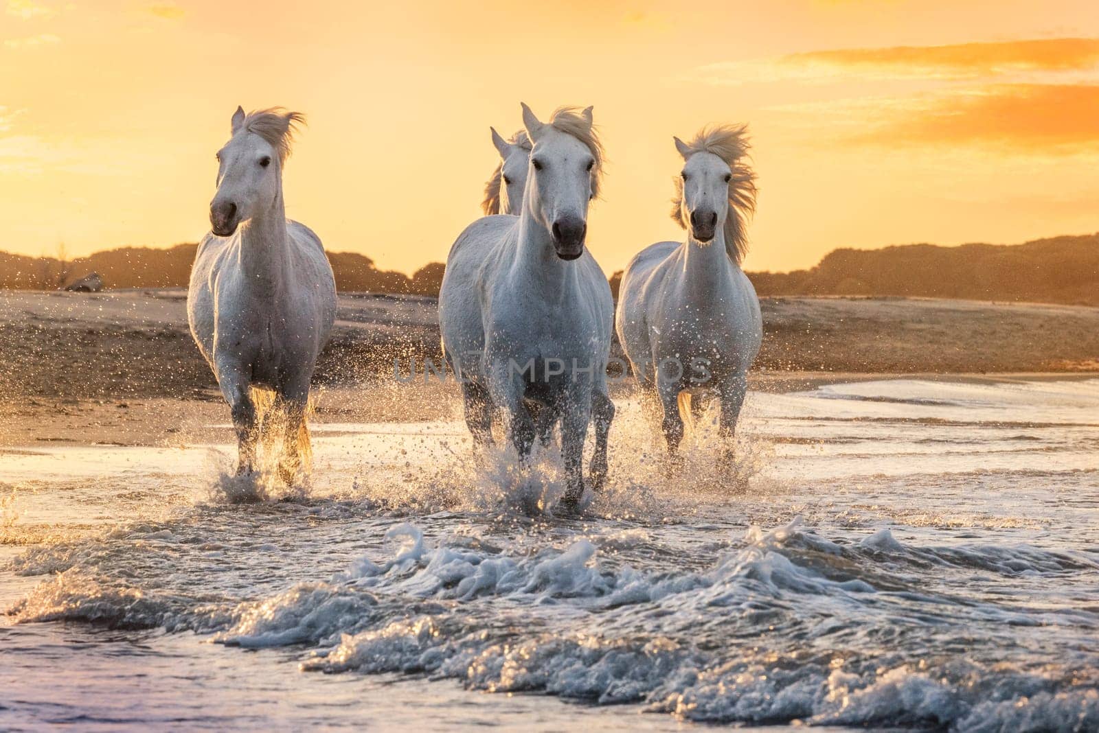 White horses are galoping in the water  all over the sea in Camargue, France.