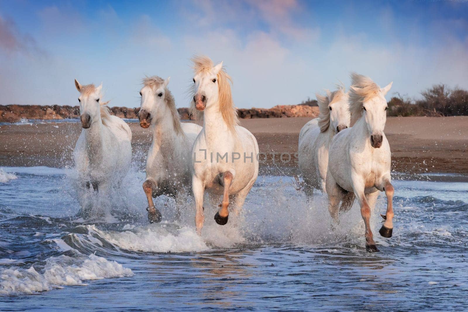 White horses are galoping in the water  all over the sea in Camargue, France.