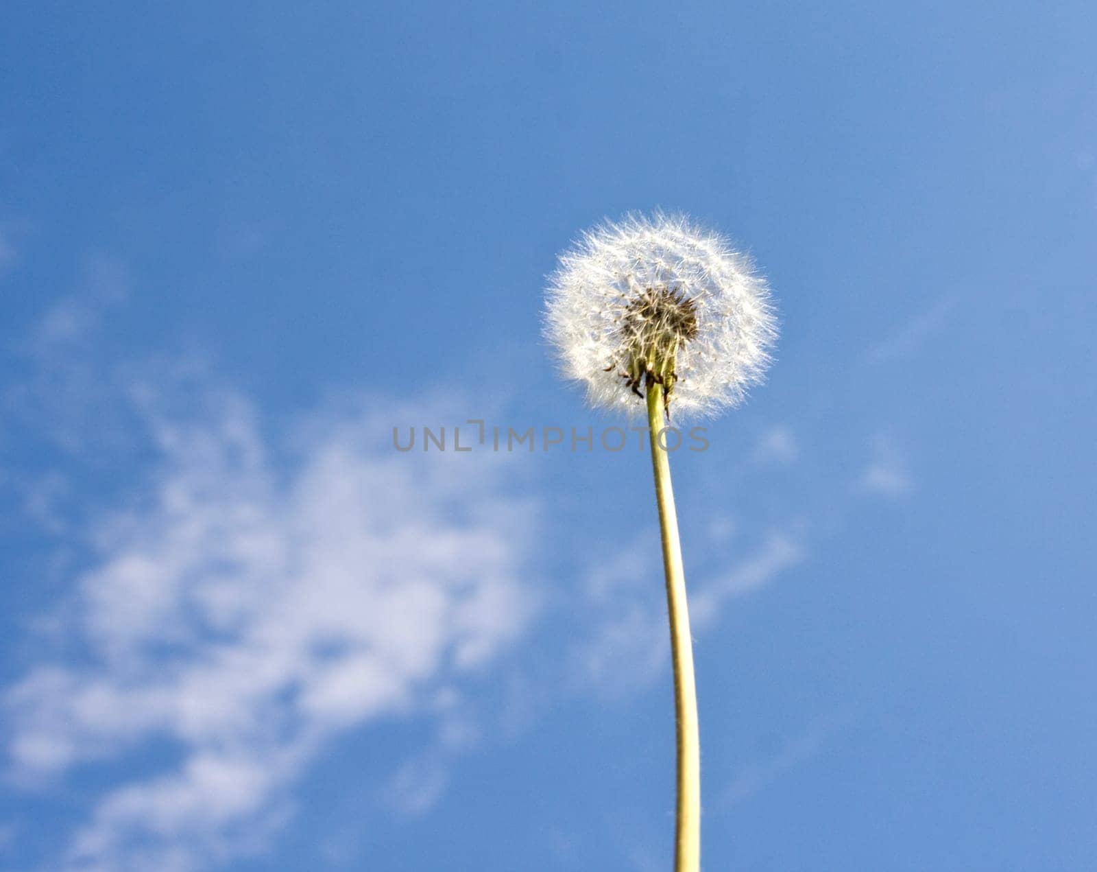 Dandelion in th sky