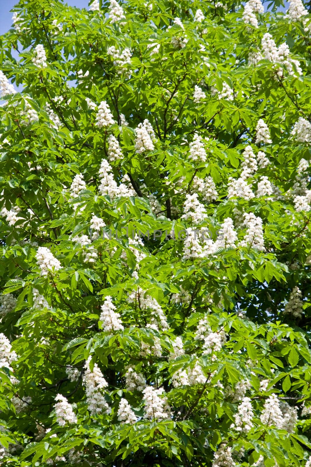 Chestnut tree