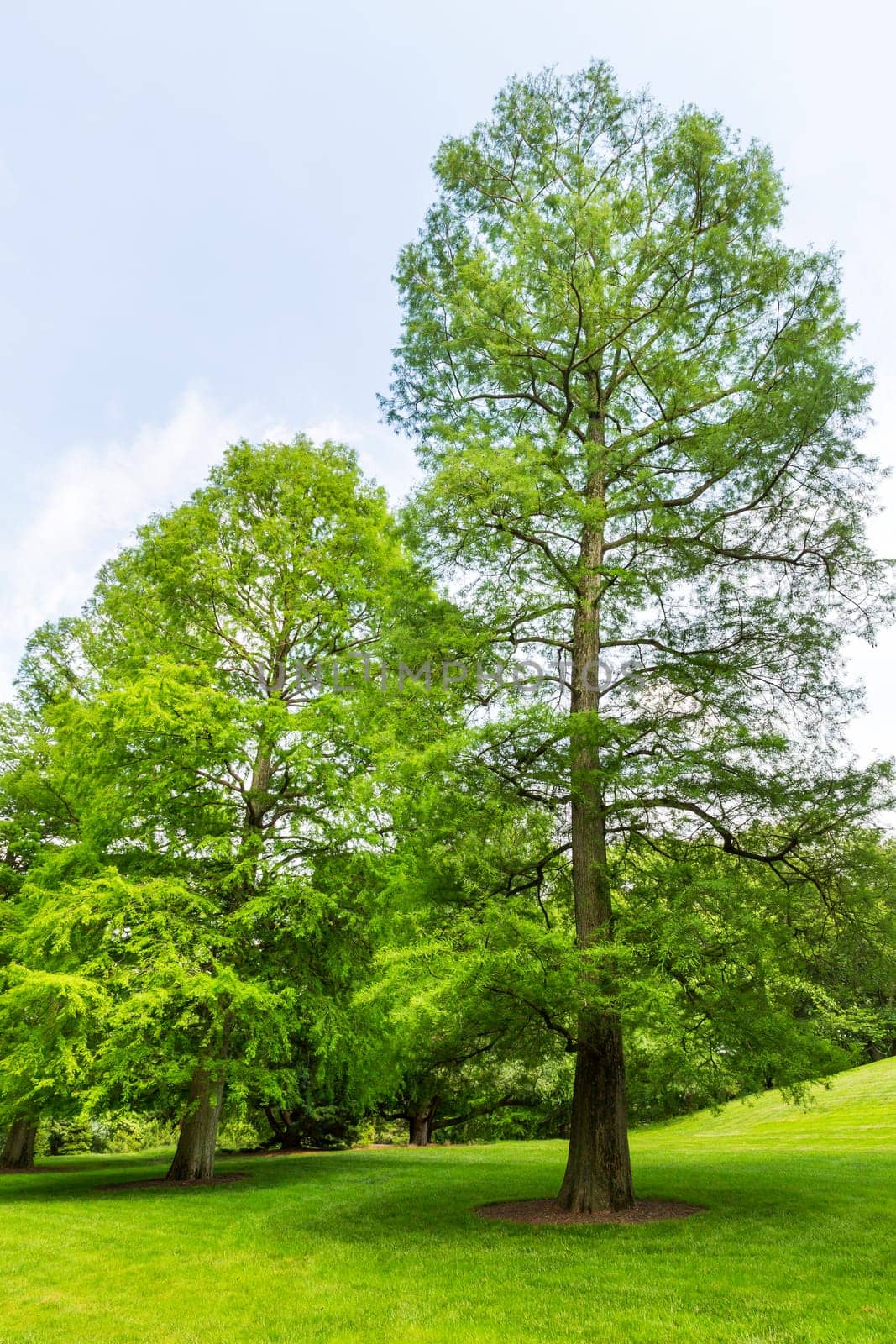 Green trees on a fresh meadow.