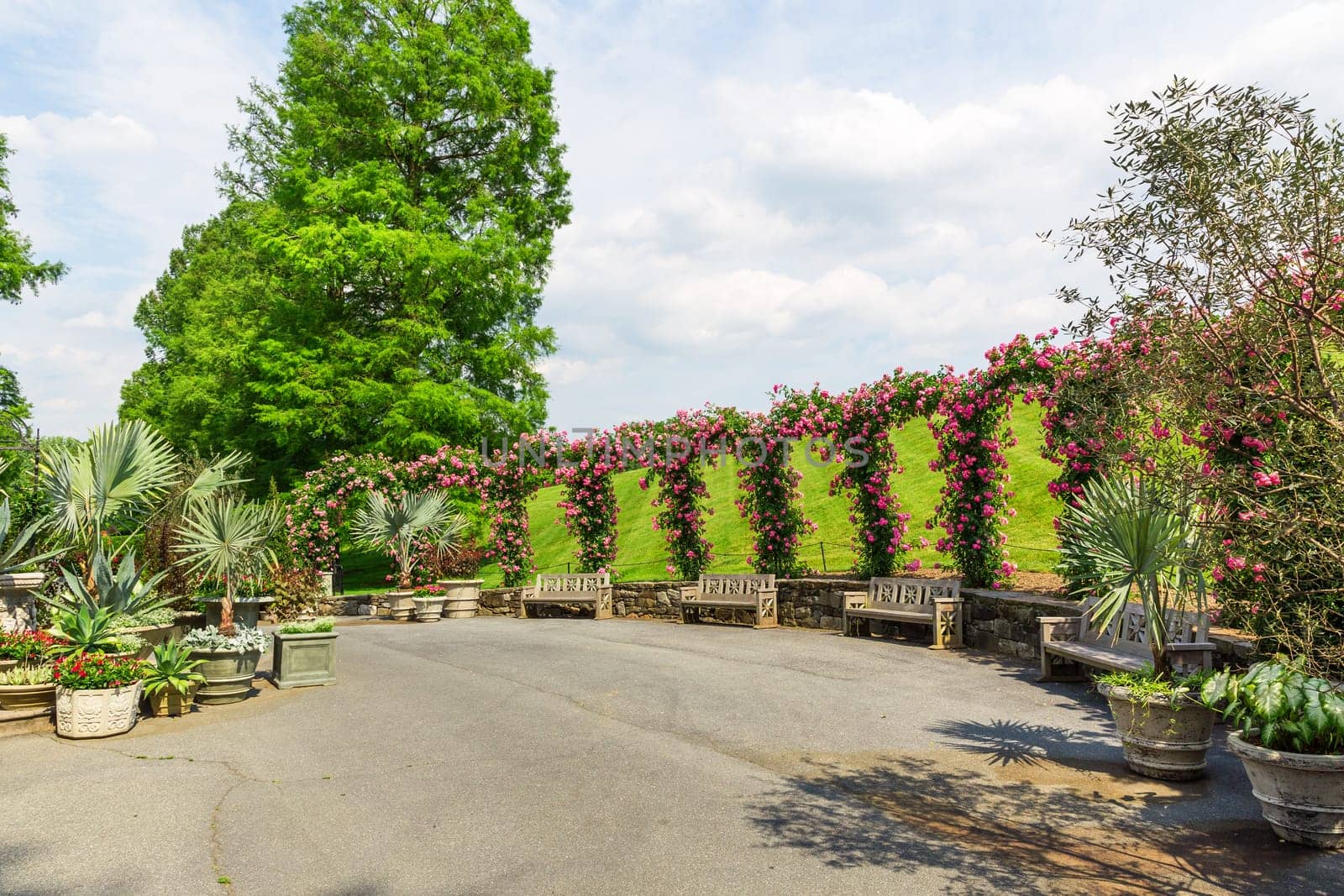 Green alley in summer park.