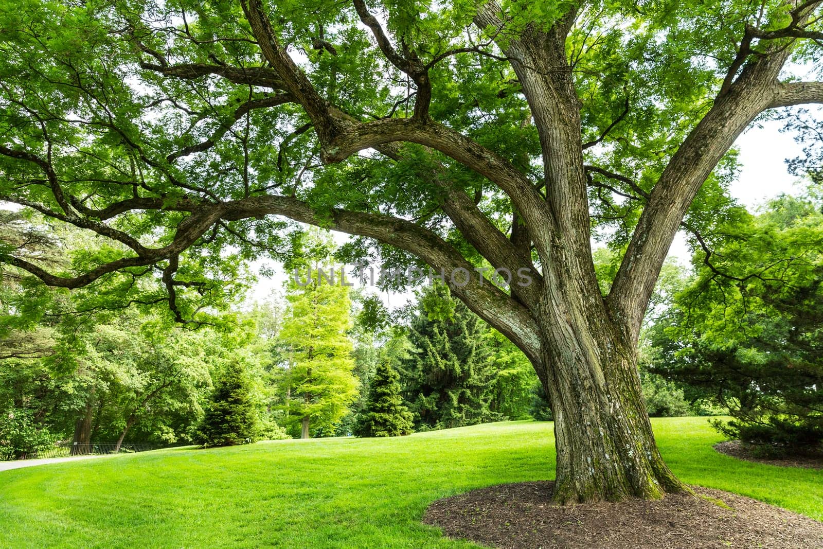 Green grass and trees on a fresh meadow.