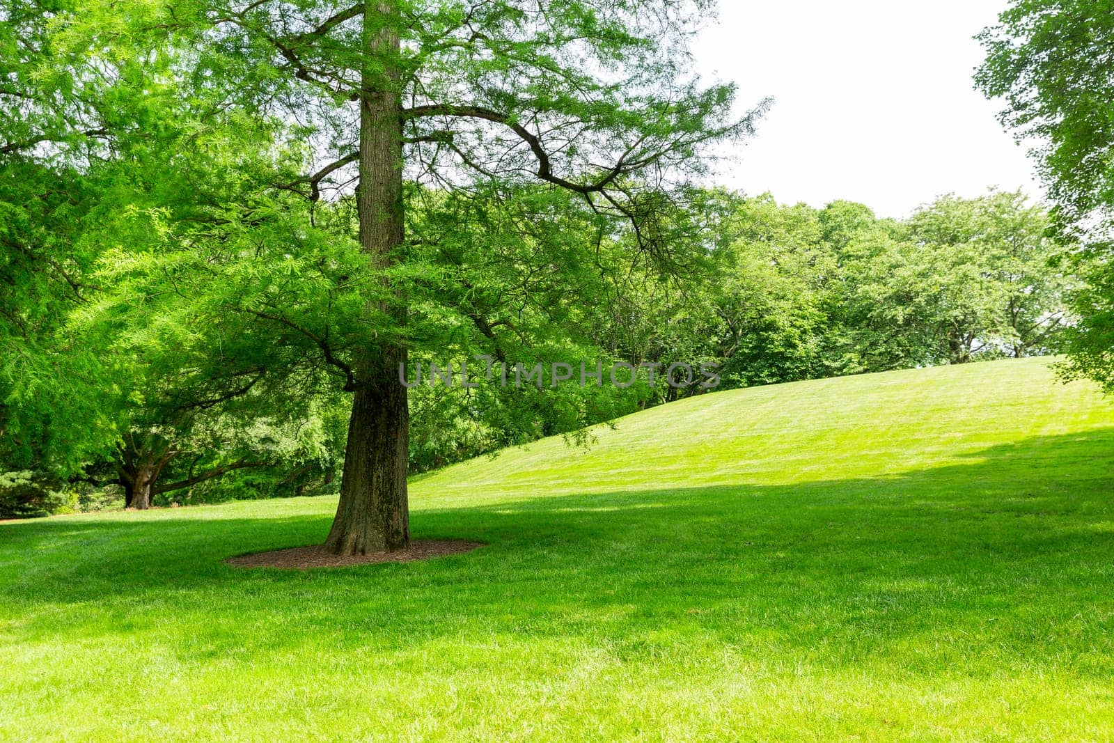 Green grass and trees on a fresh meadow.