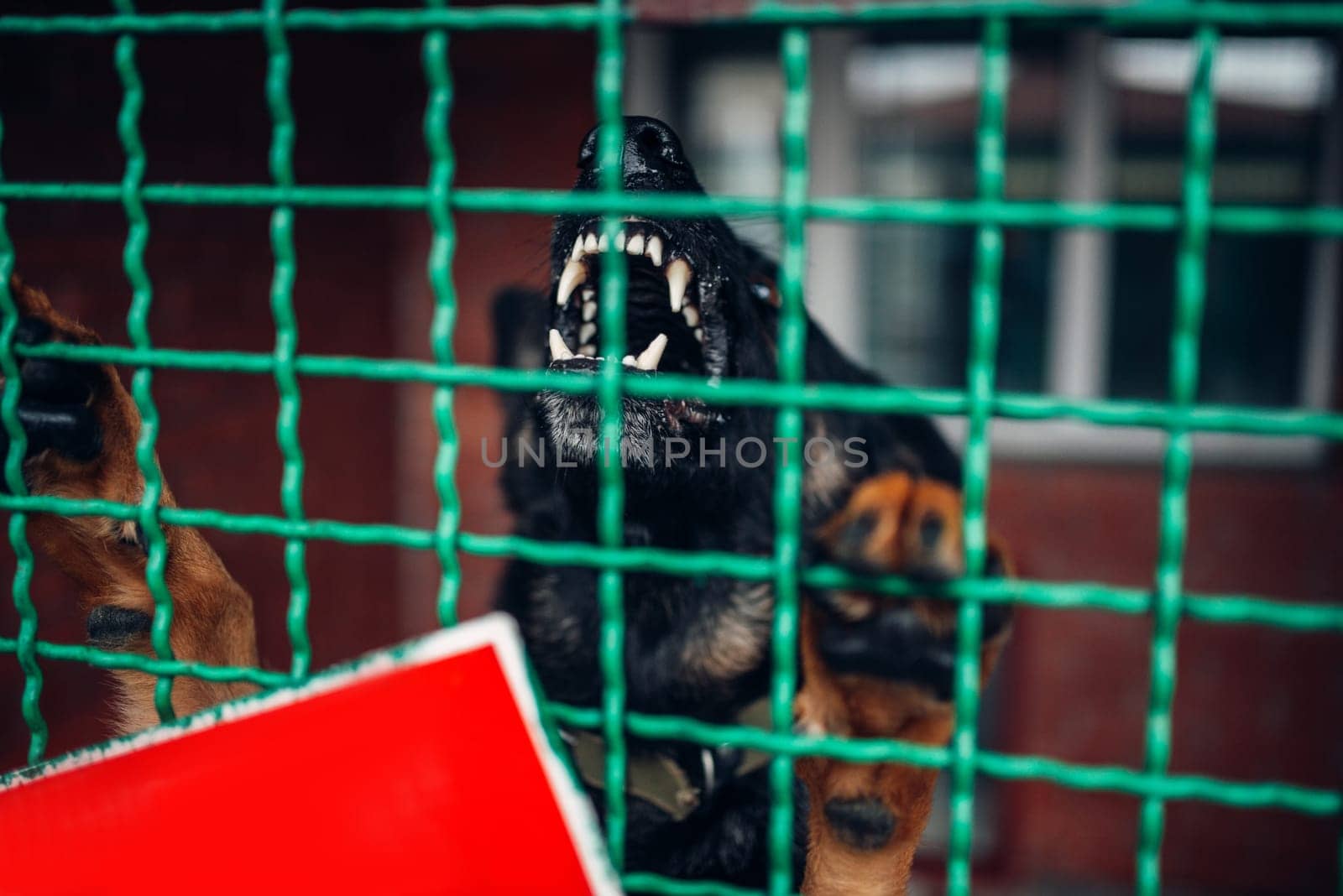 Dog face behind bars in veterinary clinic, no people. Vet hospital, professional treatment of domestic animals