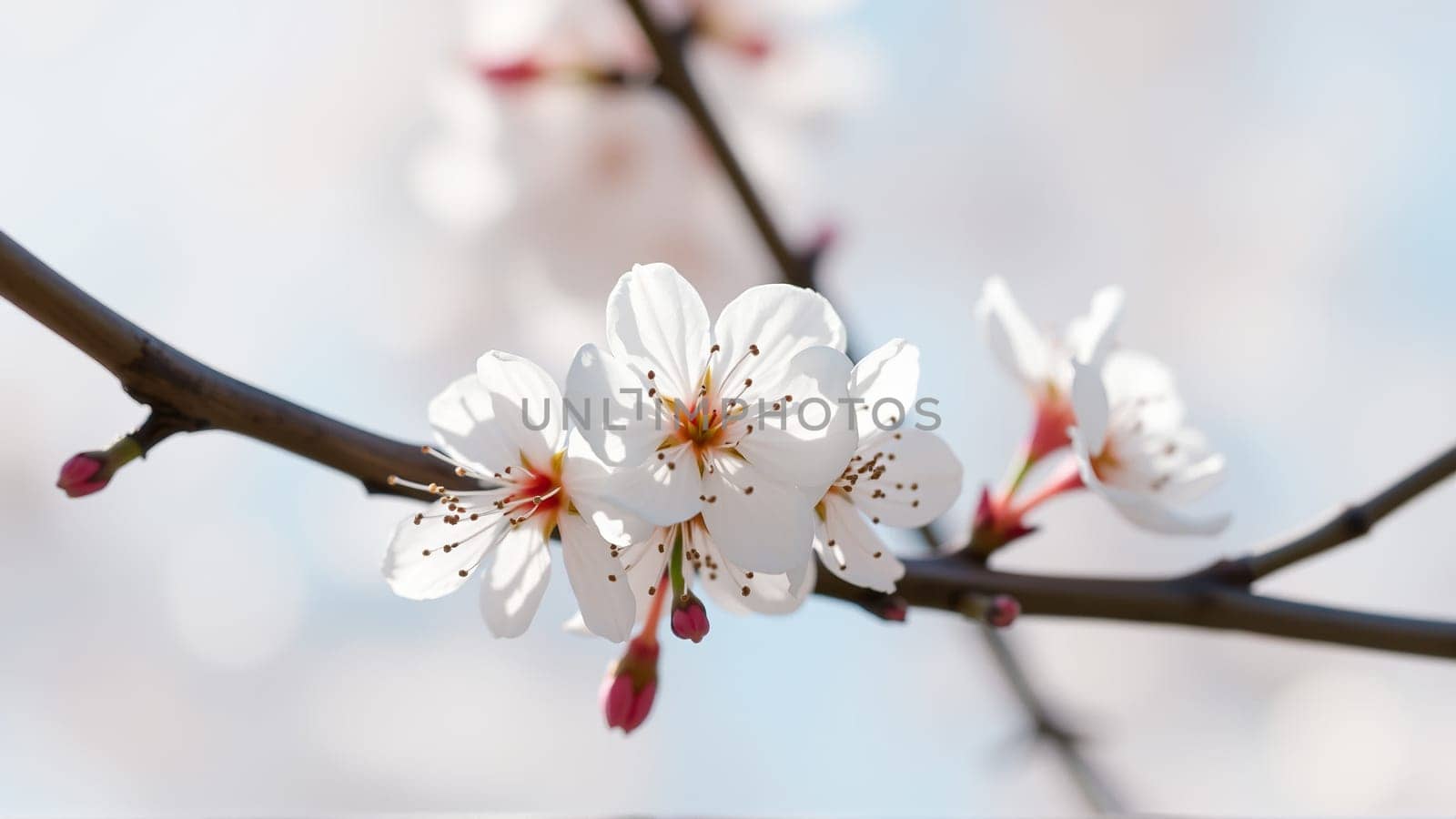 Flowers on an apple tree in spring. High quality photo