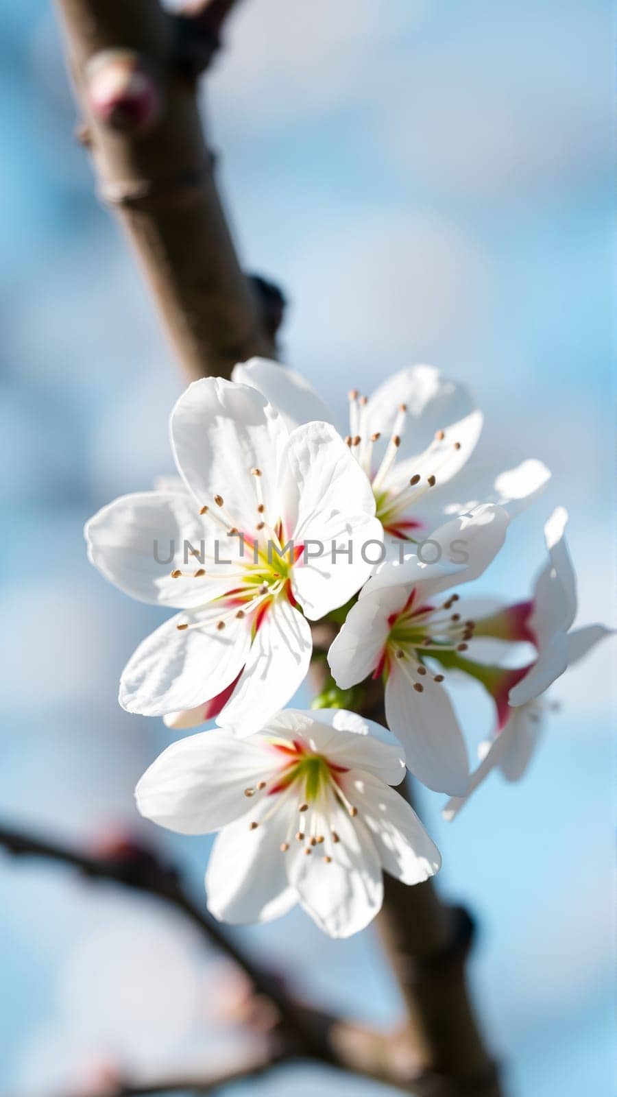 Flowers on an apple tree in spring. High quality photo