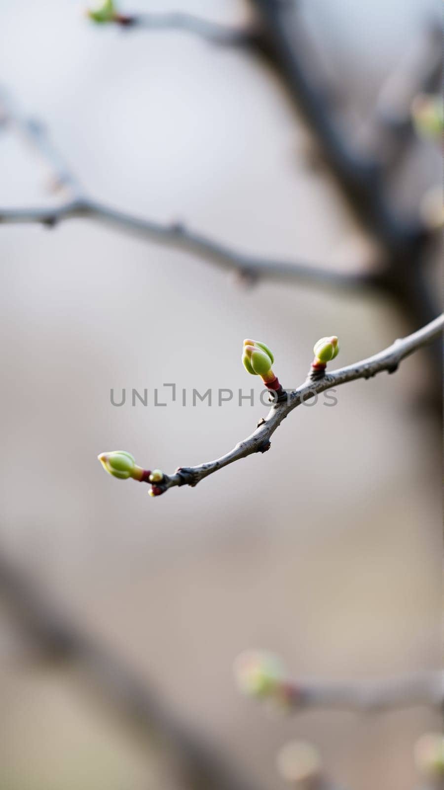 Buds on a tree in spring, blurred background. High quality photo