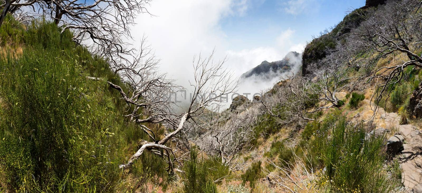 Old dry trees in cloudy mountains, Portugal, Madeira