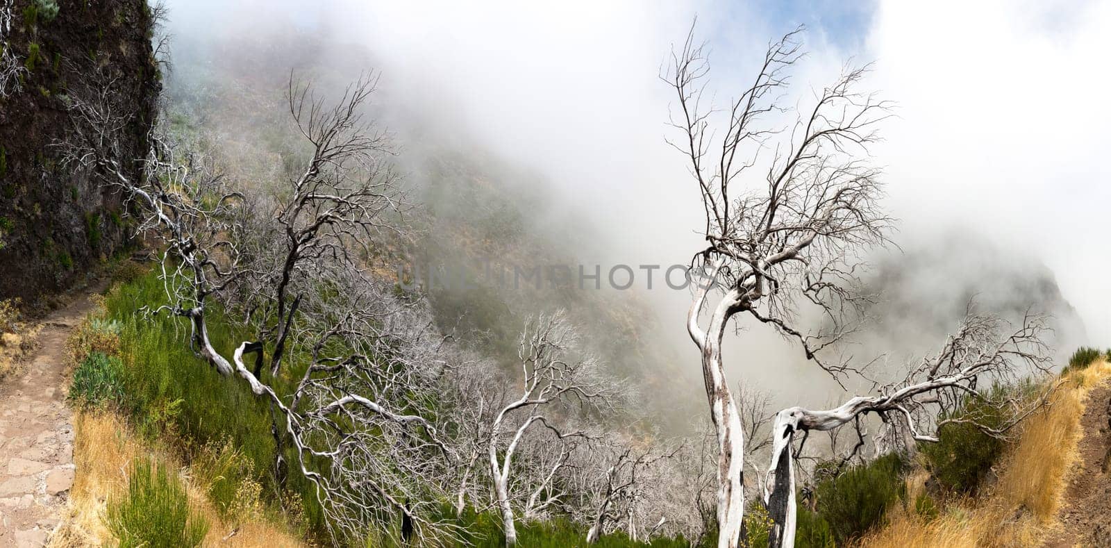 Obscure mountains with dead trees, Portugal, Madeira