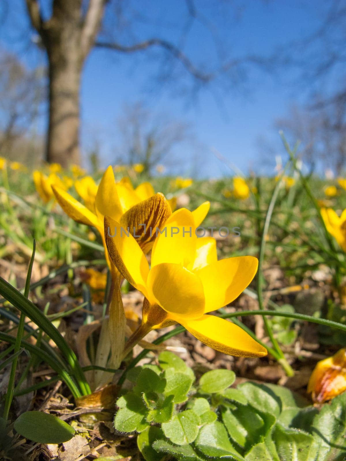 Close up of yellow crocuses in a park in the springtime sun