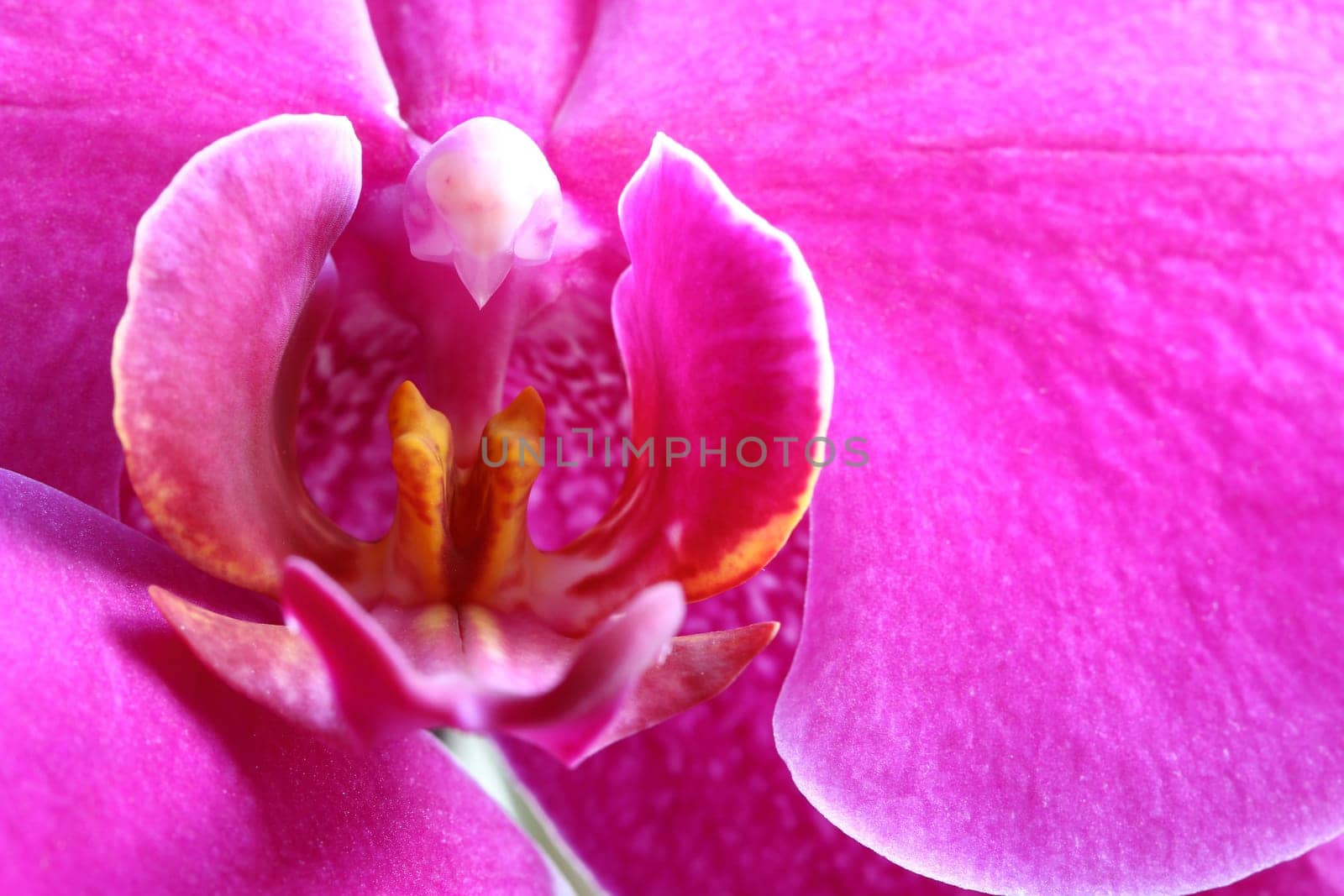 Detail of the bloom of orchid - macro