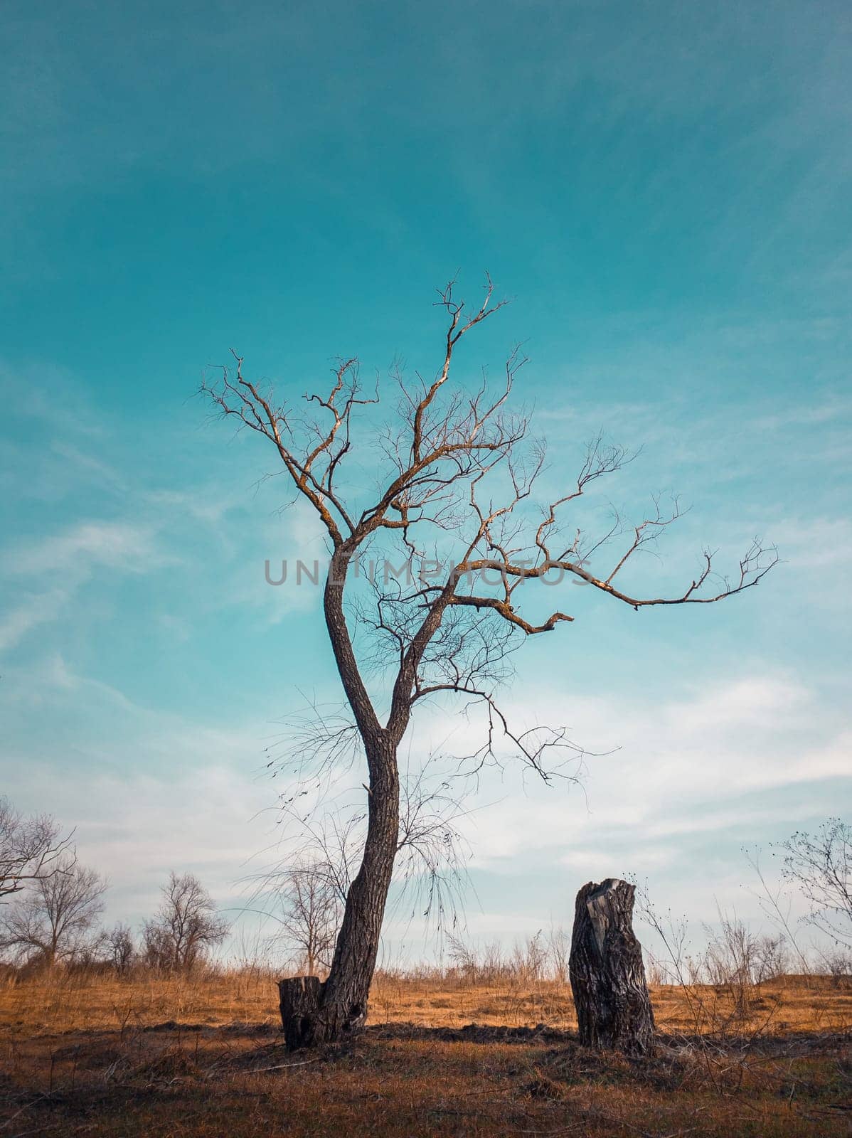 Dramatic scene, barren lonely tree on the autumn meadow. Idyllic scene, dry and dead nature, silence and solitude mood. Vertical orientation shot.