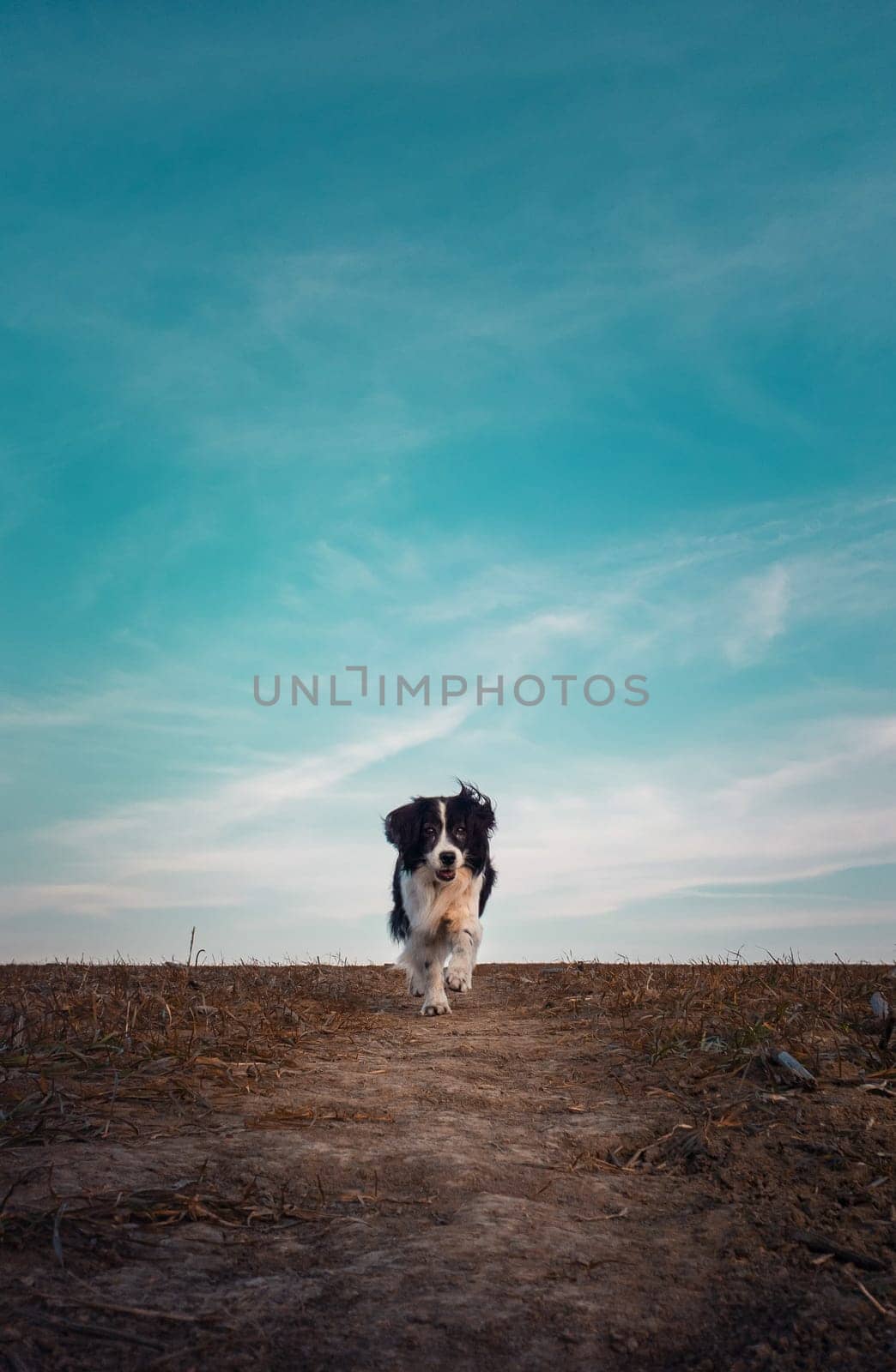 Dramatic scene lonely dog walking a pathway on desolate field under the clear blue sky copy space. Cold, windy autumn day, seasonal mood, adorable pet.