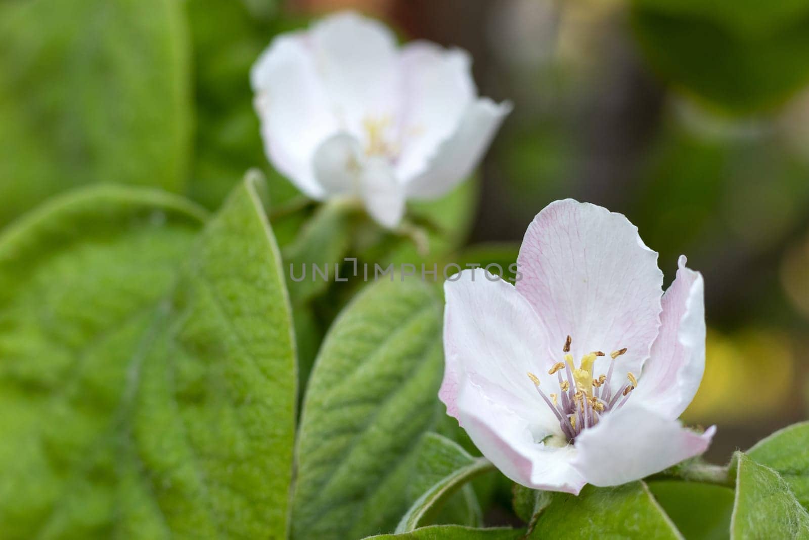 Quince flowers, blossoms with leaves, landscape format