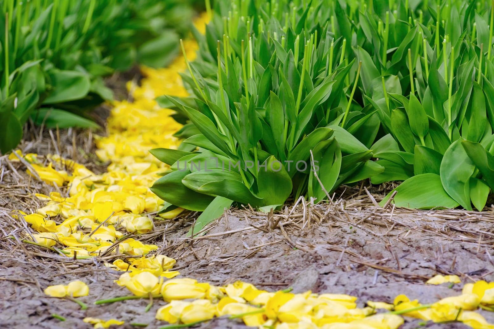 Mown tulip field in the Netherlands