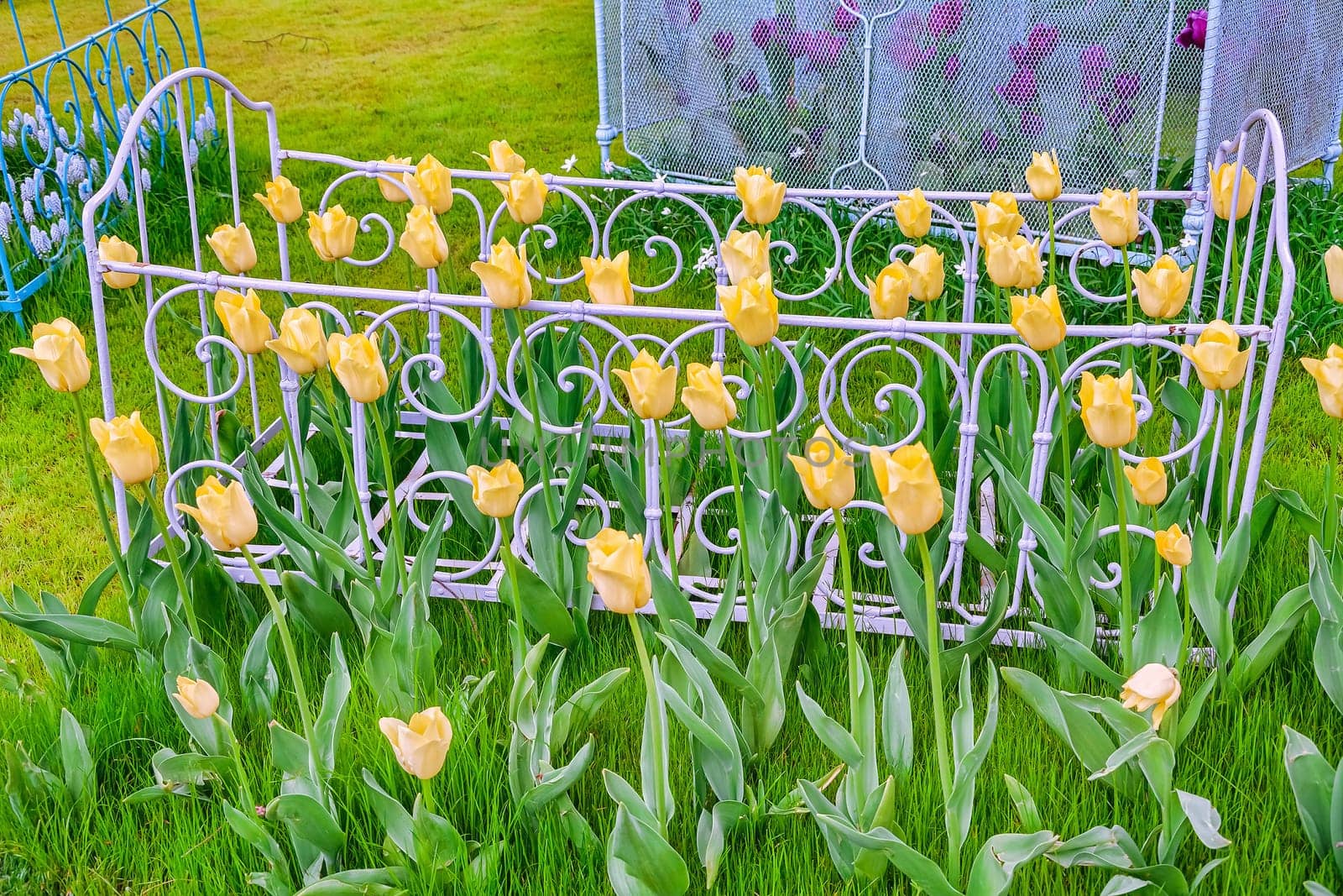 Flower Bed with Tulips on the Grass