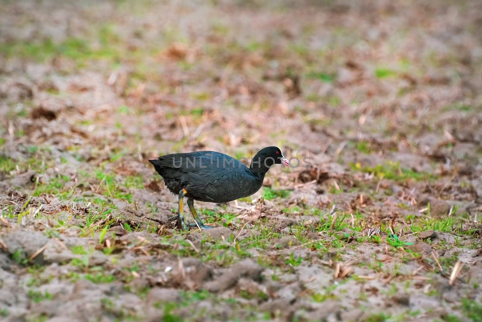 Eurasian coot (Fulica atra) at the shore