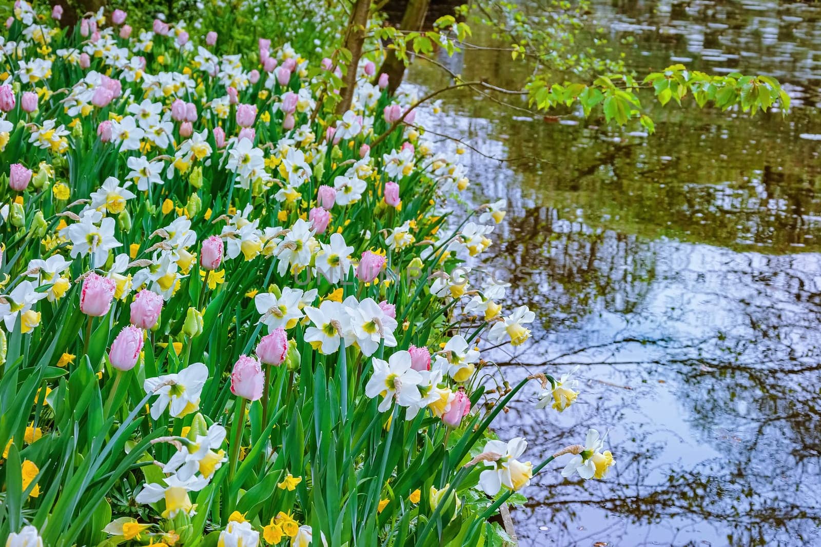 Narcissus and tulips on the bank of the river