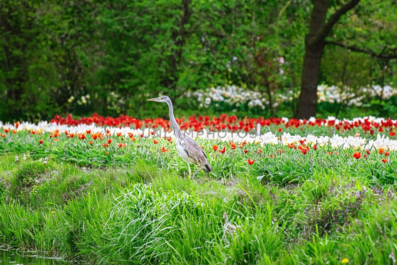 Heron in front of the tulip field
