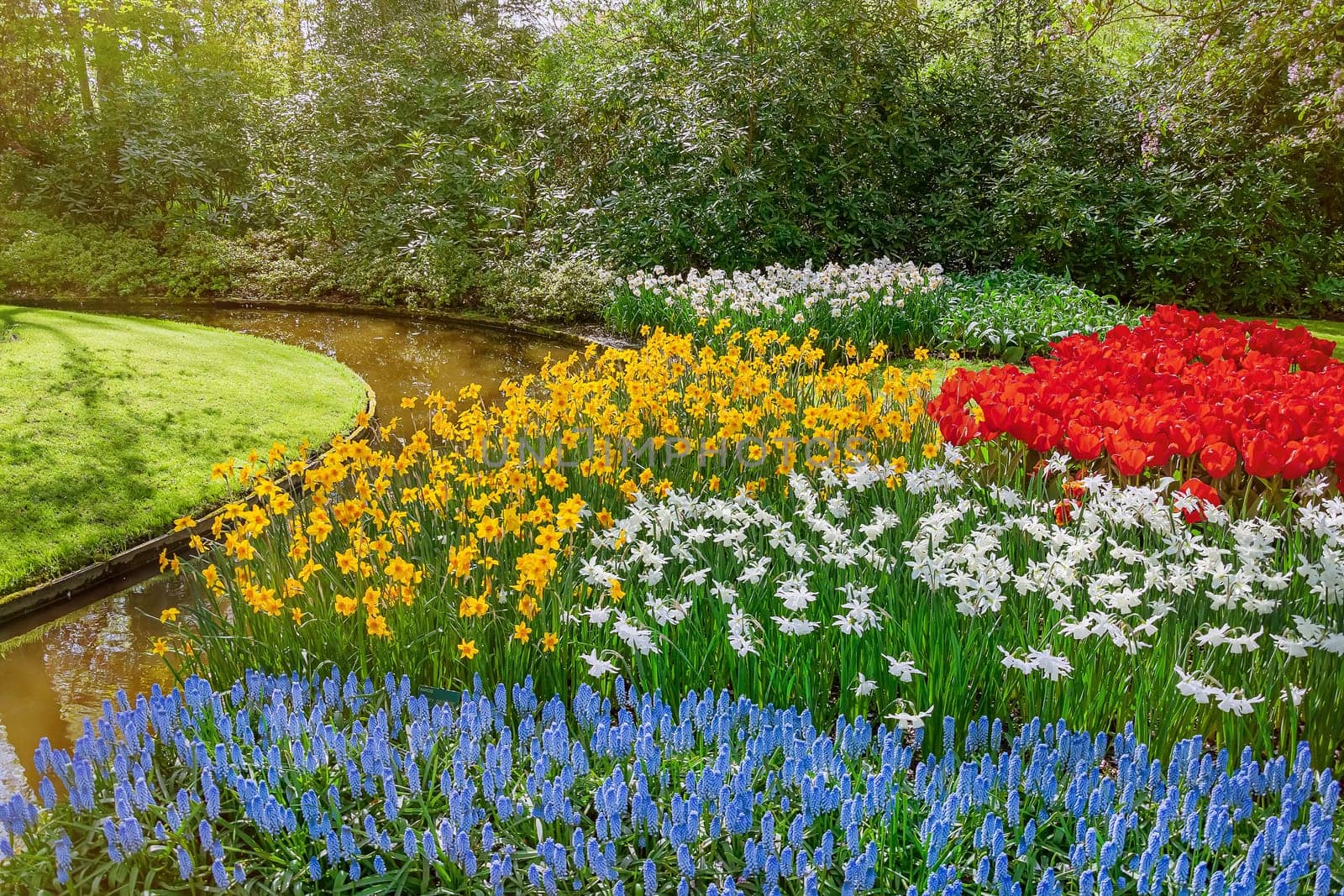Muscari Armeniacum, Narcissus and Tulips Flowerbed in the Park
