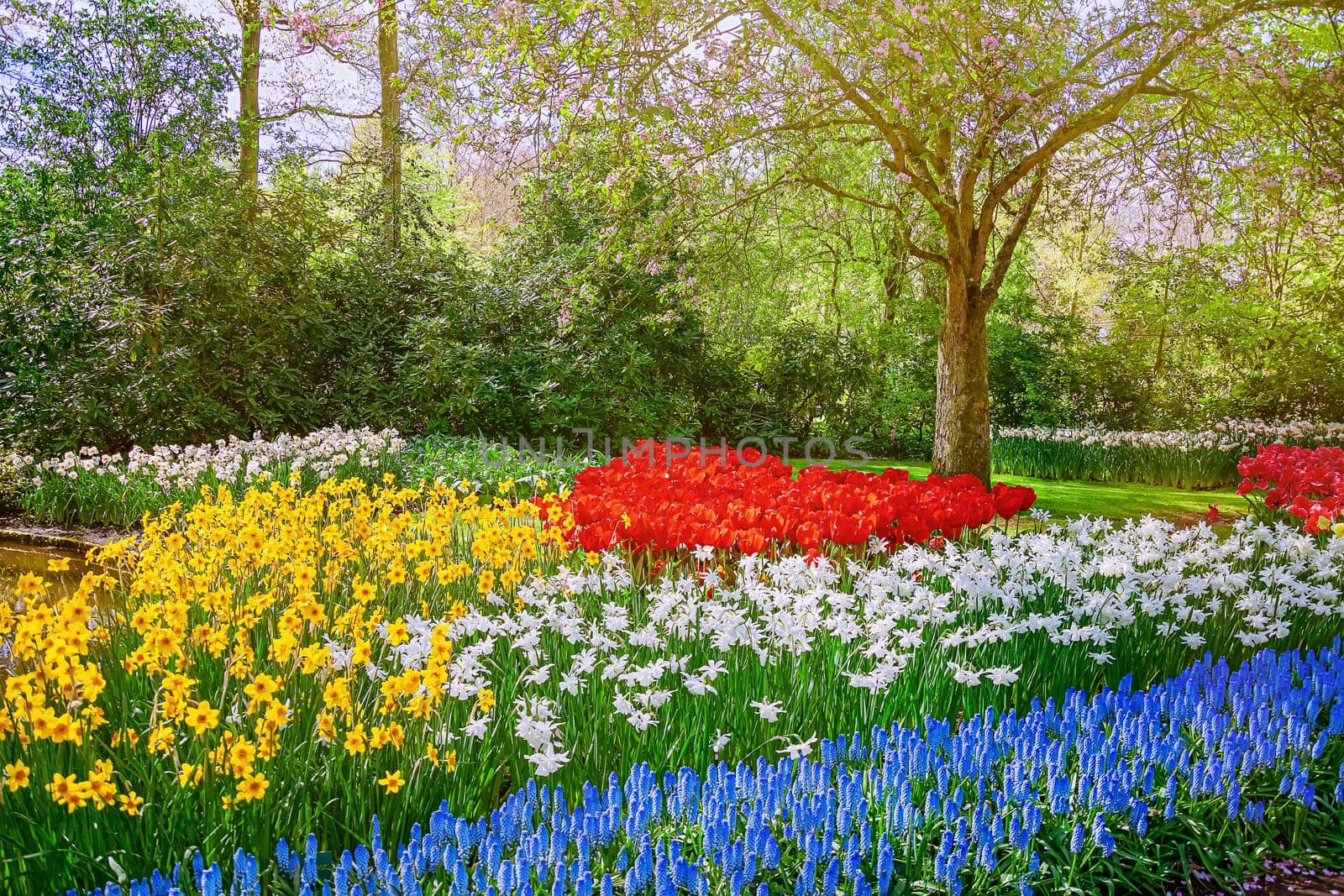 Muscari Armeniacum, Narcissus and Tulips Flowerbed in the Park