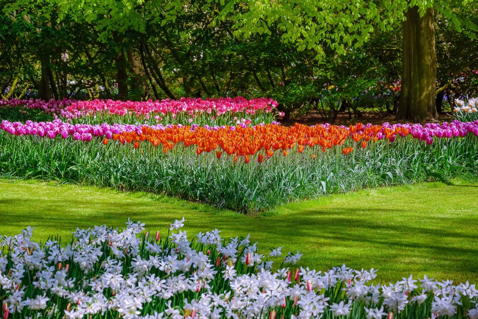 Flowerbed of tulips in the garden. Springtime