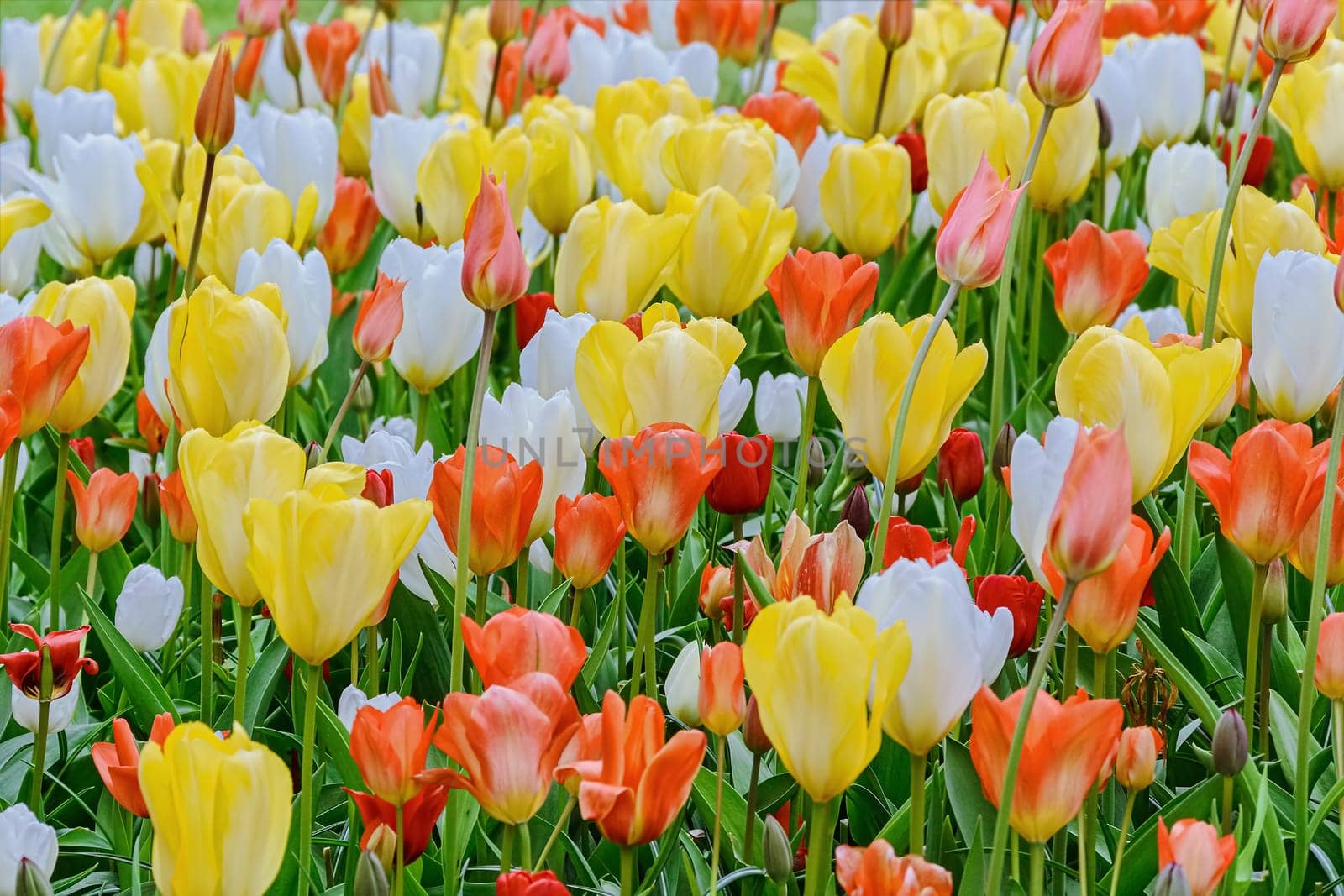 Flowerbed of tulips in the garden. Springtime in Netherlands