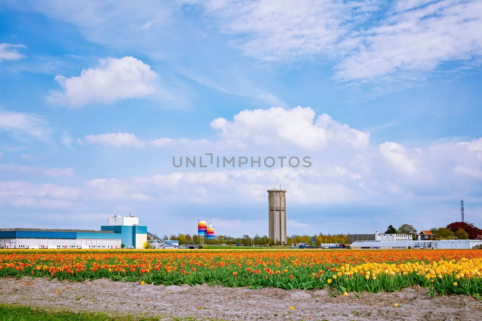 Tulip field and factory in the Netherlands