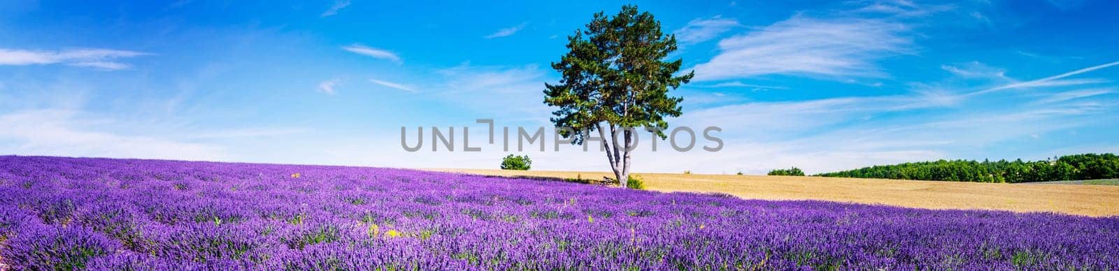 Lavender field in Provence, near Sault, France