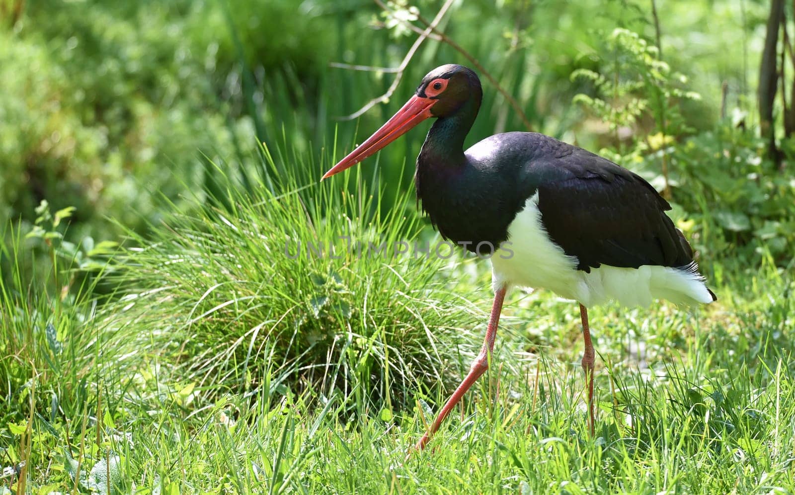 Black stork foraging