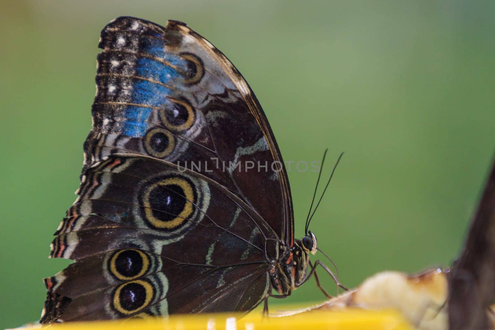 beautiful butterfly in Dubai Butterfly Garden. United Arab Emirates