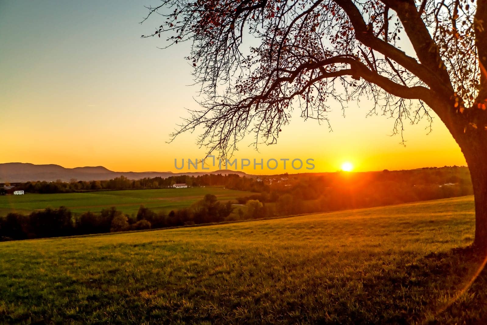 sunset in autumn with tree