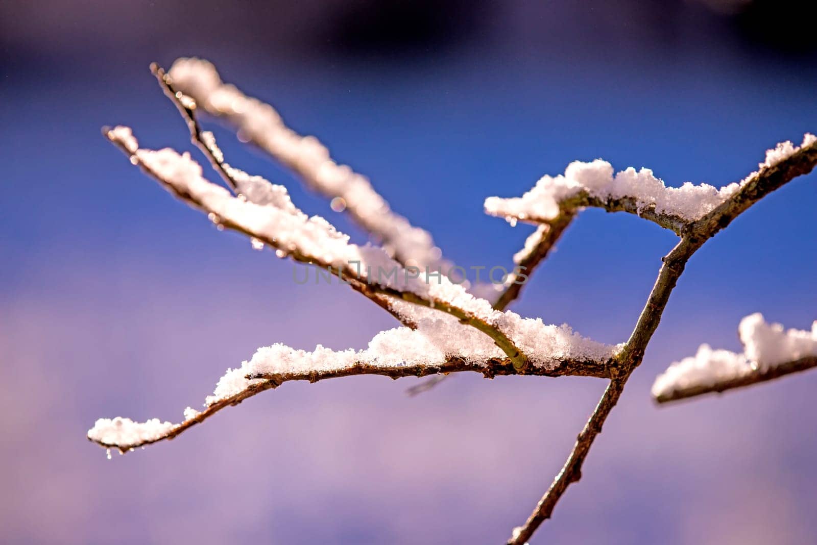branch with snow cap
