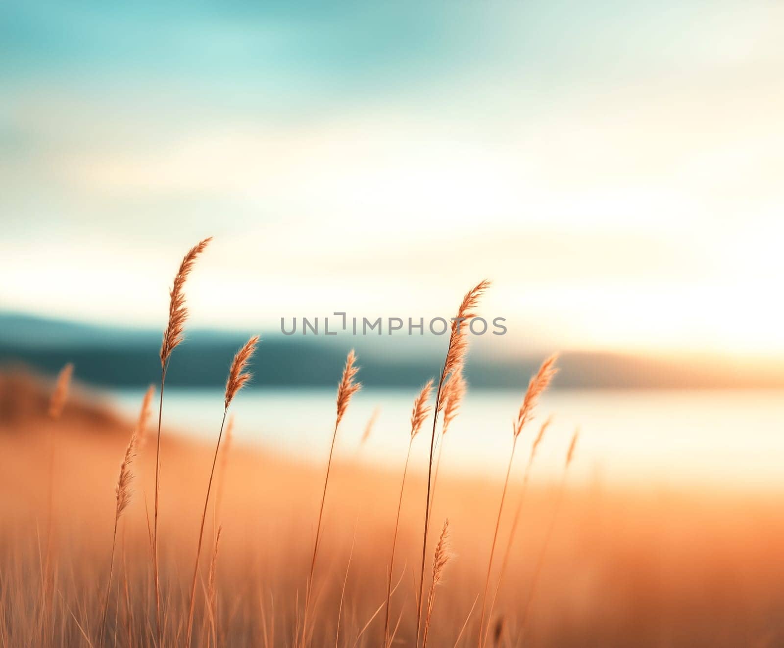 Golden hour light bathes tall grasses, swaying gently in the breeze. Nature's beauty, captured at sunset.