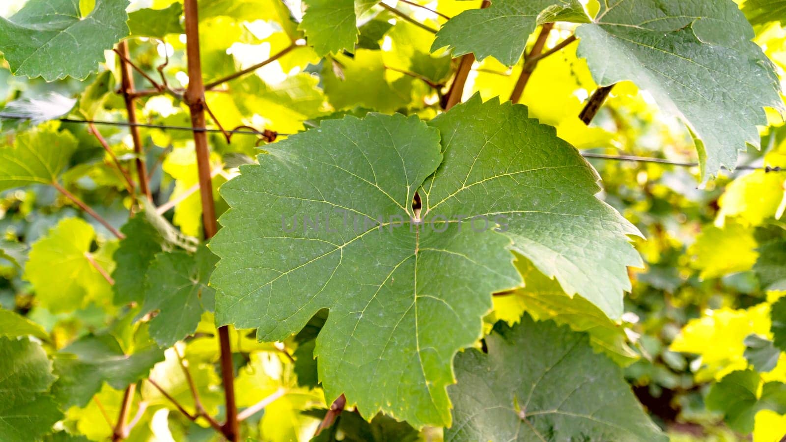 Beautiful green wine Leaf on branch