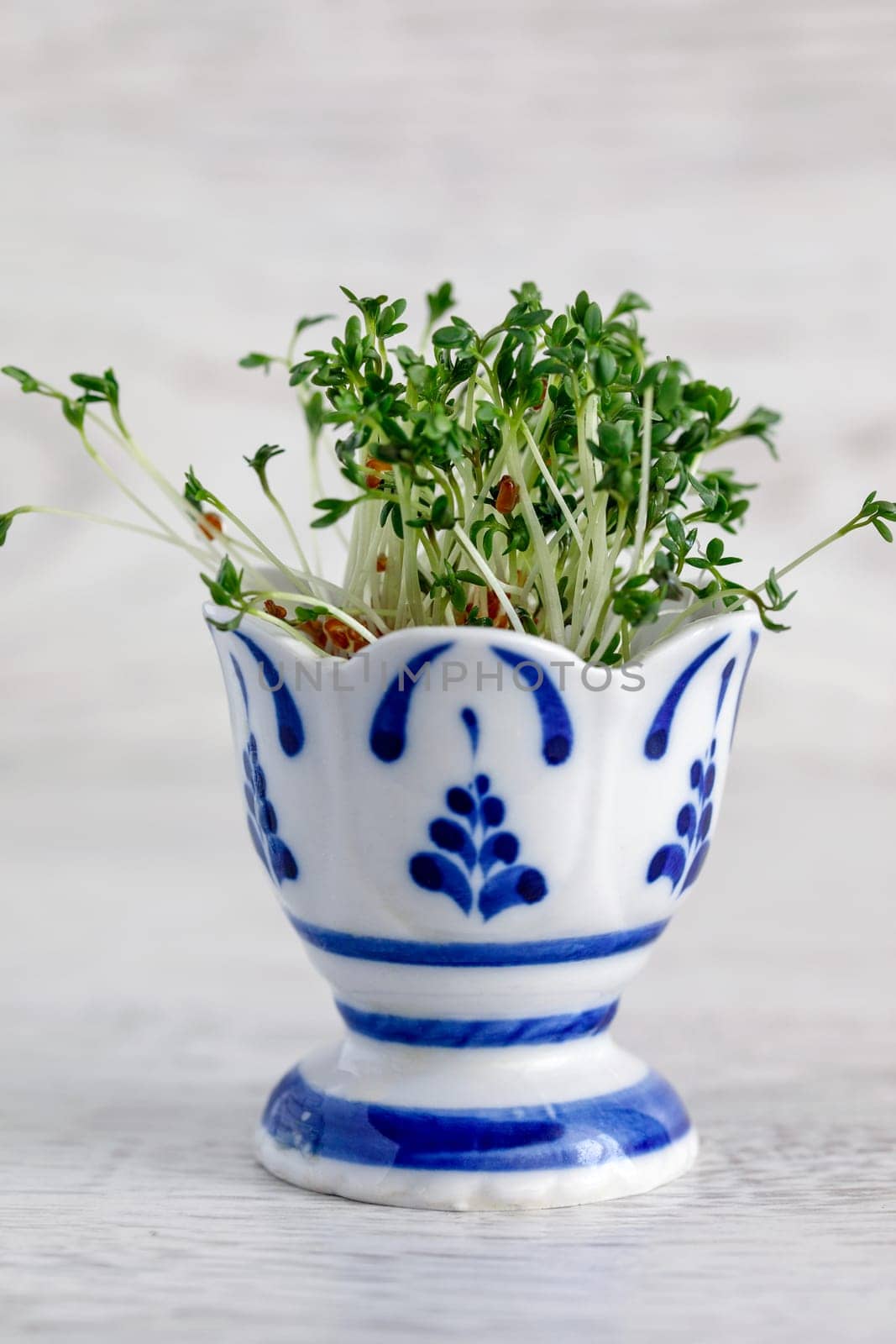 Cress salad sprouted from seeds in an egg stand on a wooden background