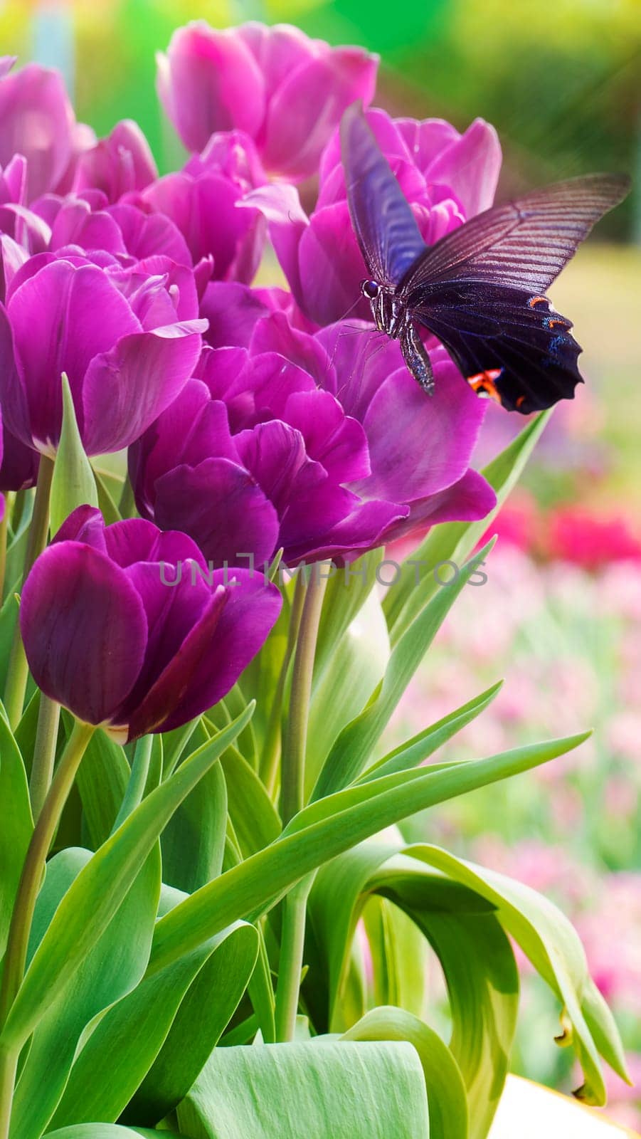 THe Beautiful butterfly on a flowers with nice background