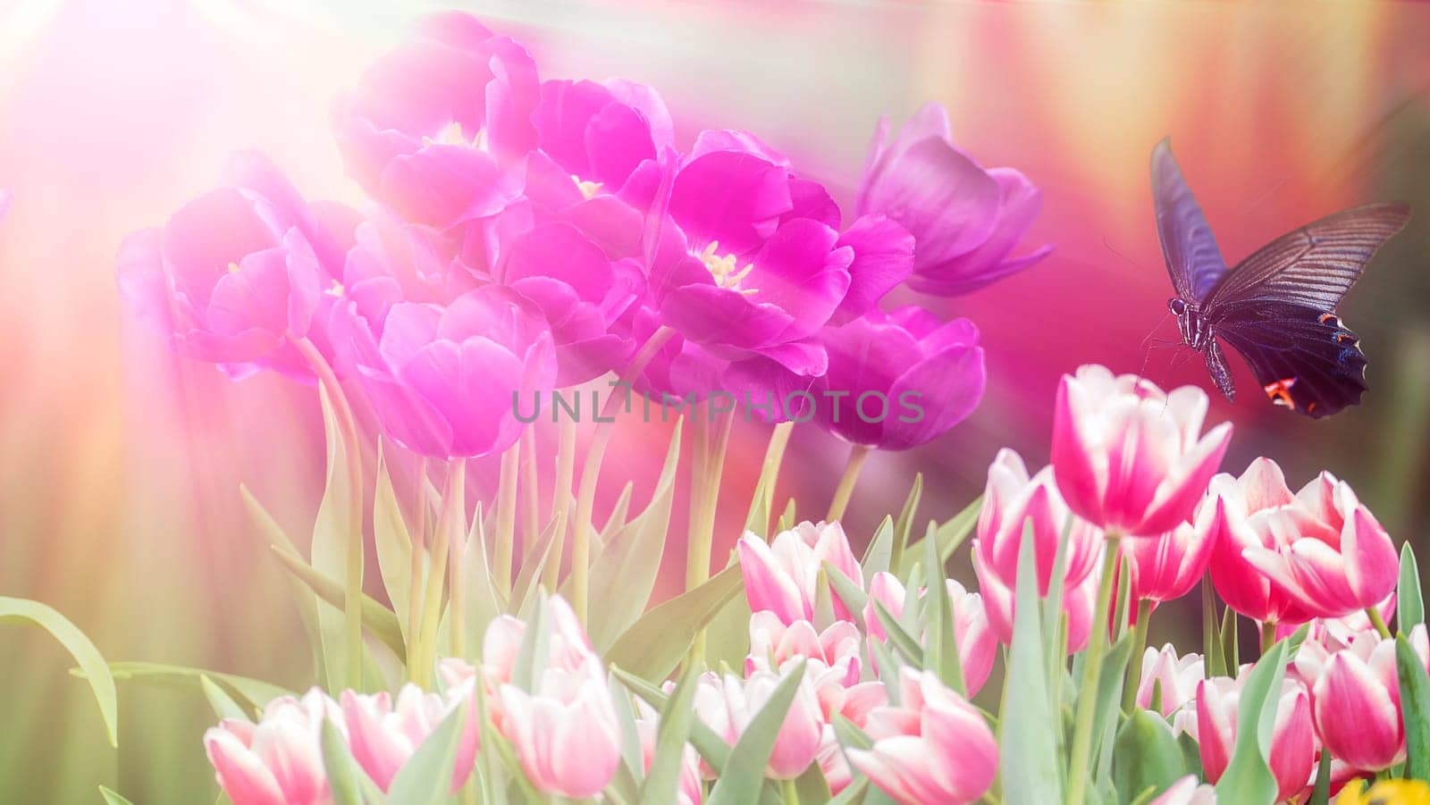 THe Beautiful butterfly on a flowers with nice background