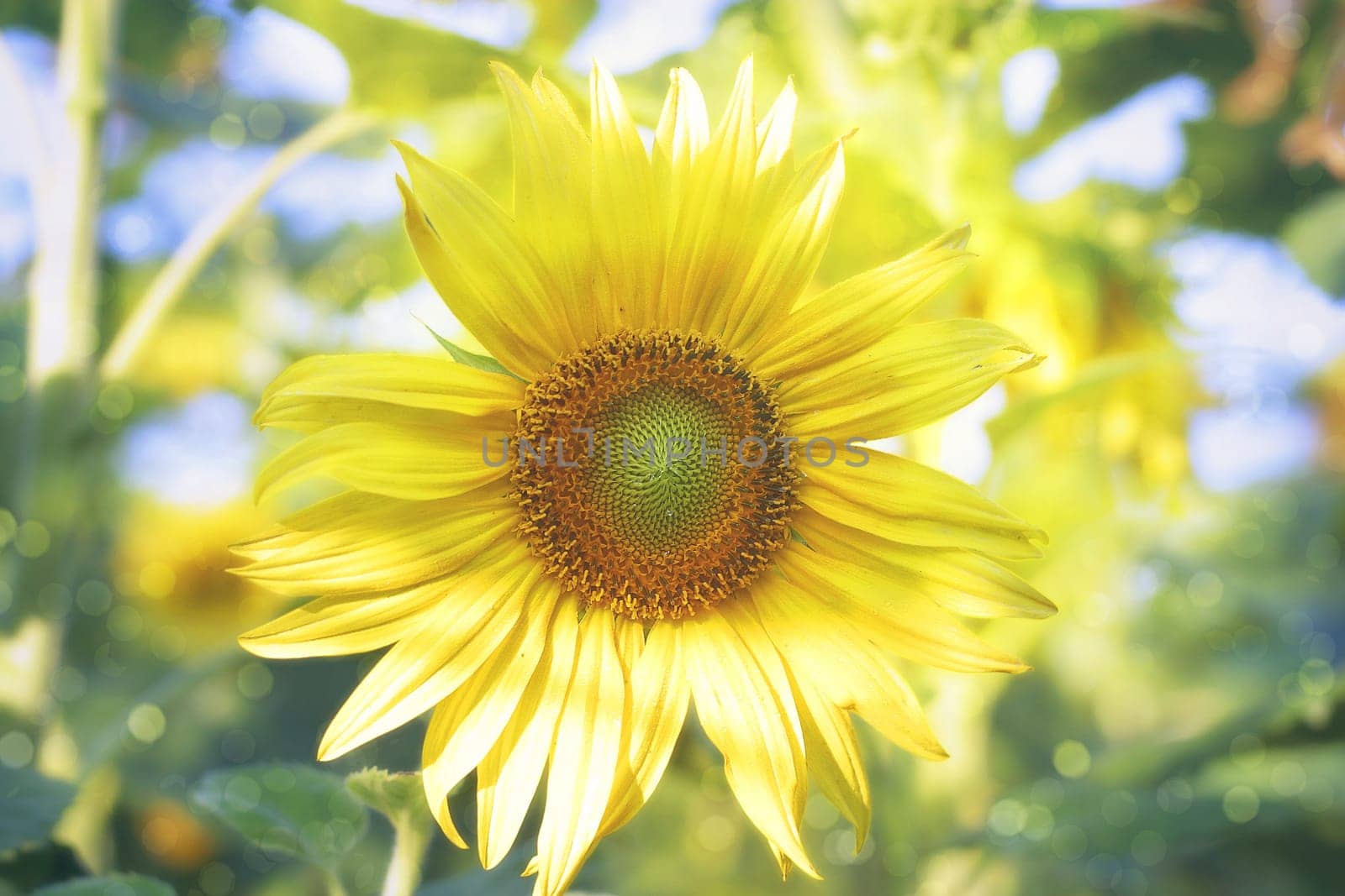Sunflower in the field on hot sunny summer day. The sunflower is on the blurred background and bokeh effect.