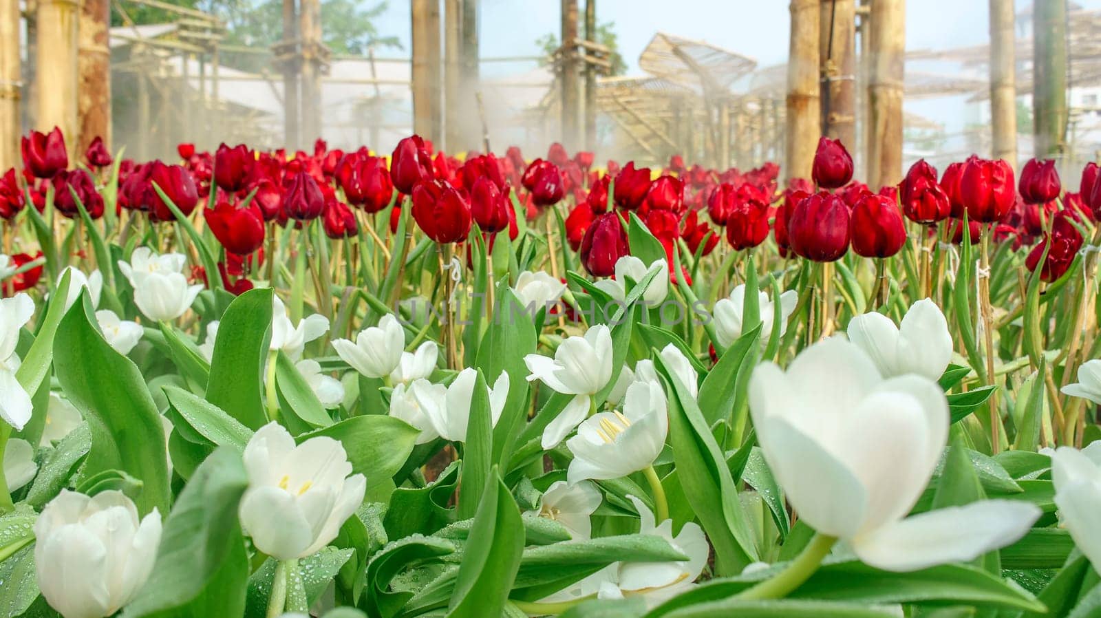 Many tulips in the flowerbed in a park in Thailand in different colors