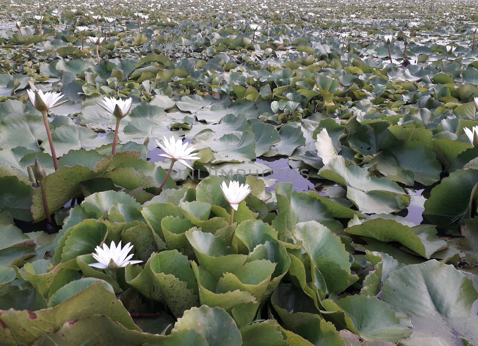 On the weekend Sunset at the lotus pond in Thailand