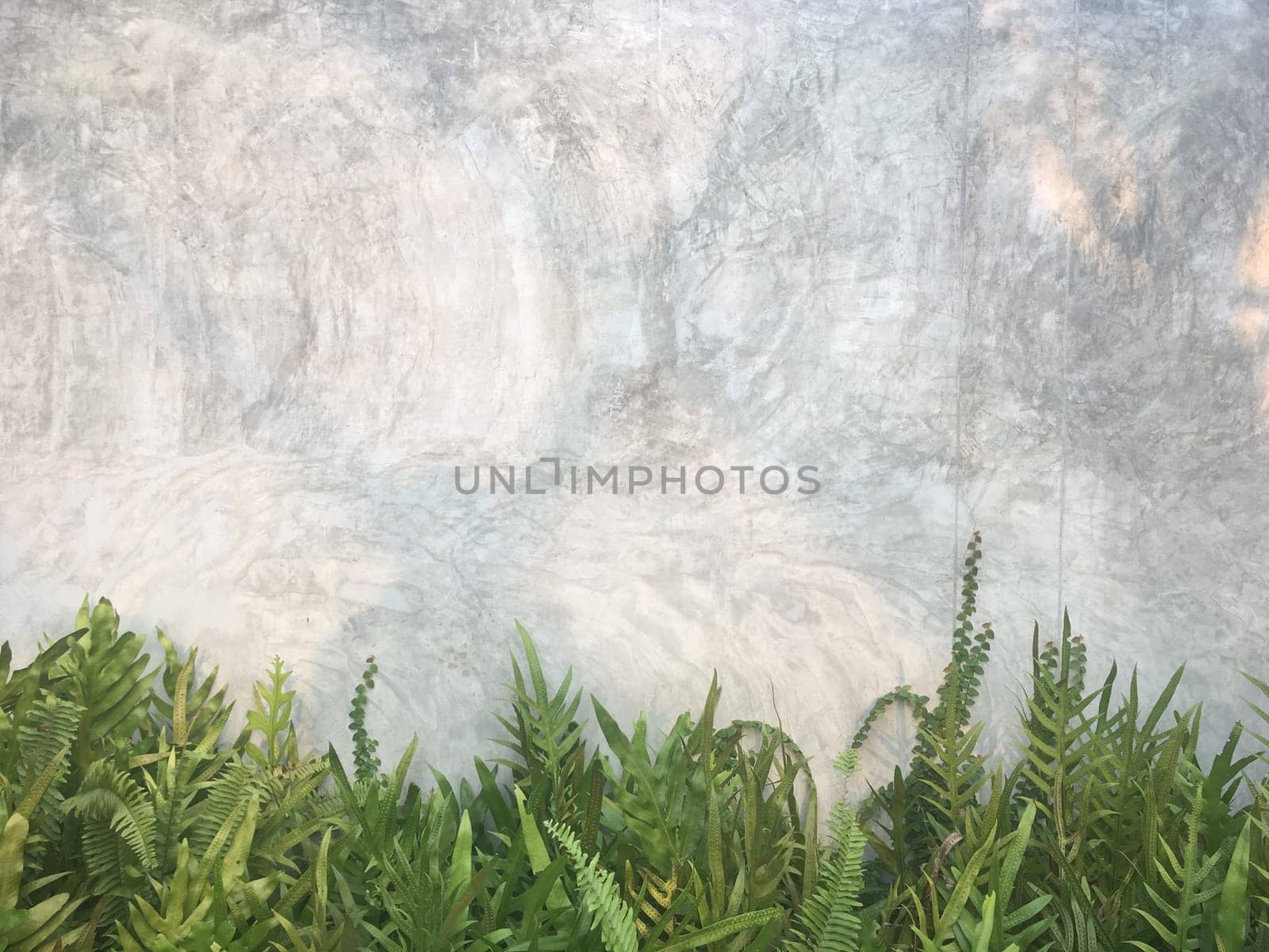Growing fresh green firmware The area of the dark gray concrete wall