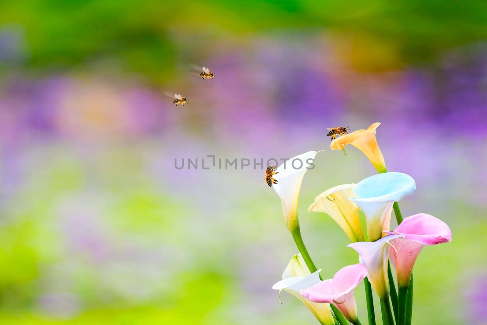 The Little bee collecting nectar on the yellow pollen of white Calla lily flower