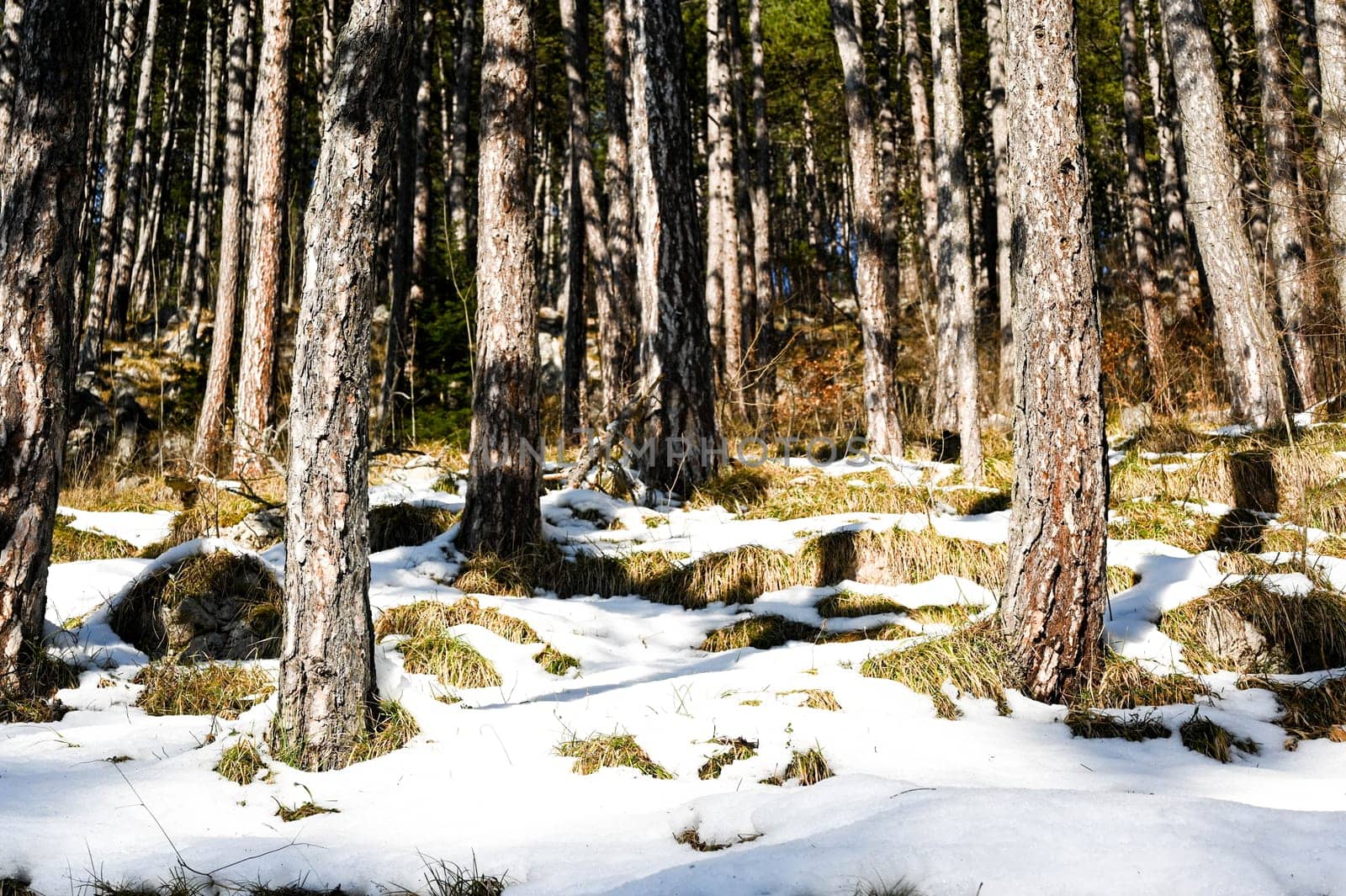 Pine forest during winter, large trees with clear blue sky in Sarajevo on Trebevic mountain