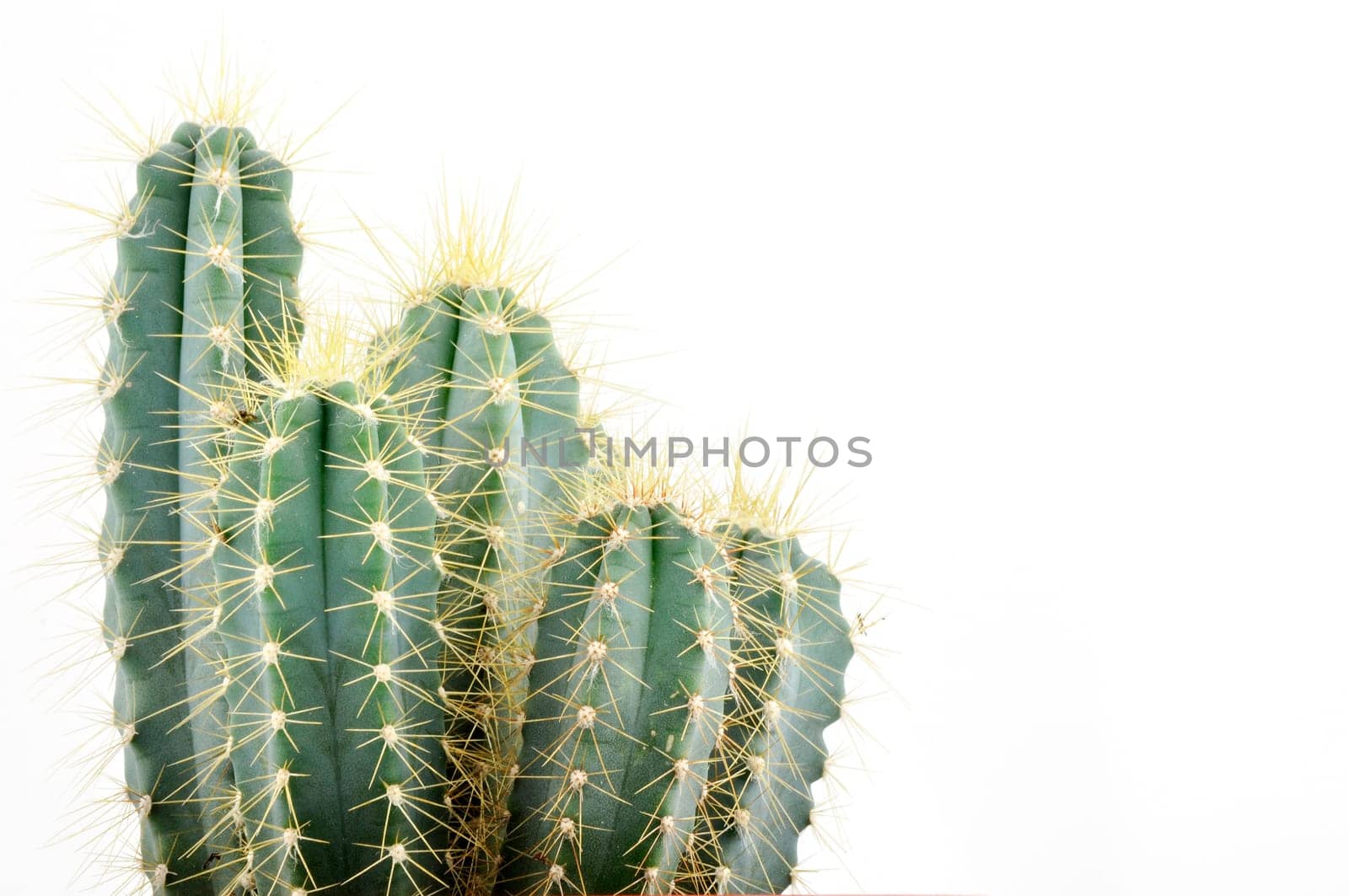 Cactus collection for decoration in pots, isolated on white background with reflection on floor