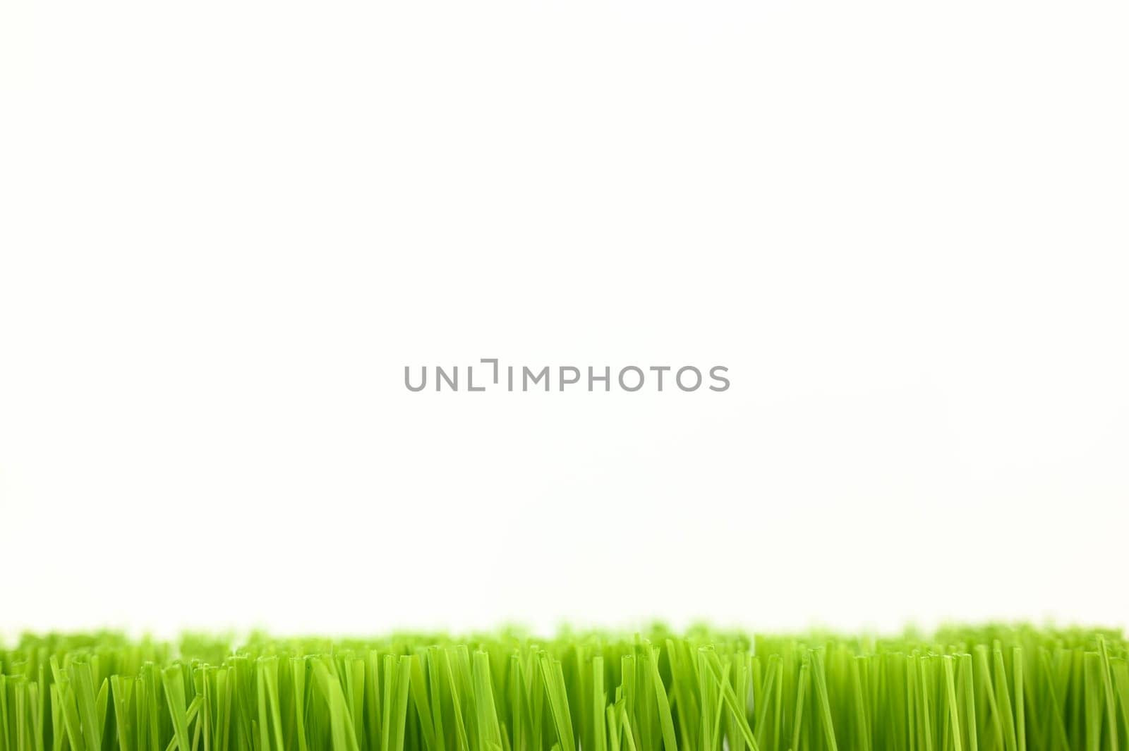 Christmas wheat, grass isolated on white background.